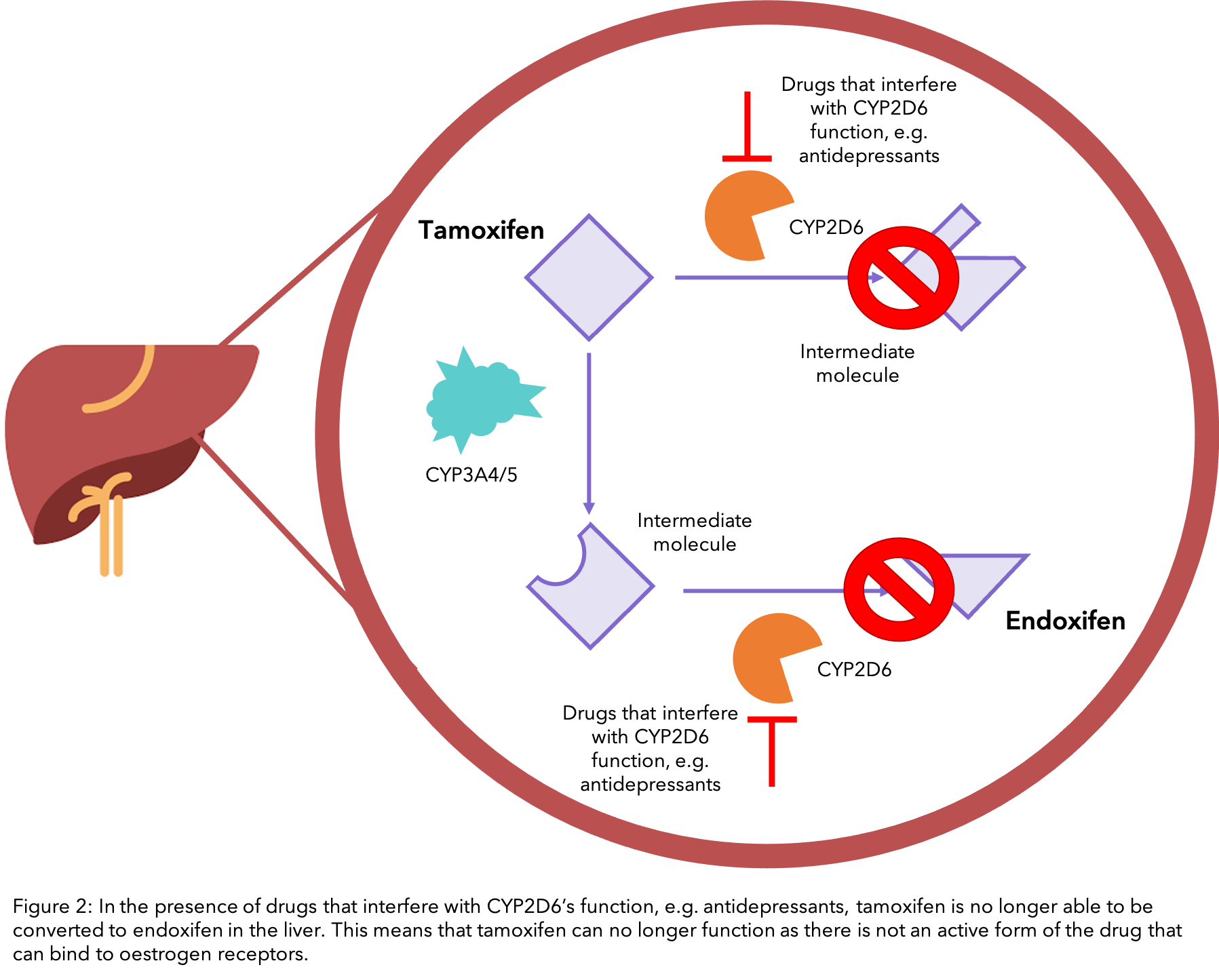 A figure showing how drugs can interfere with how tamoxifen works