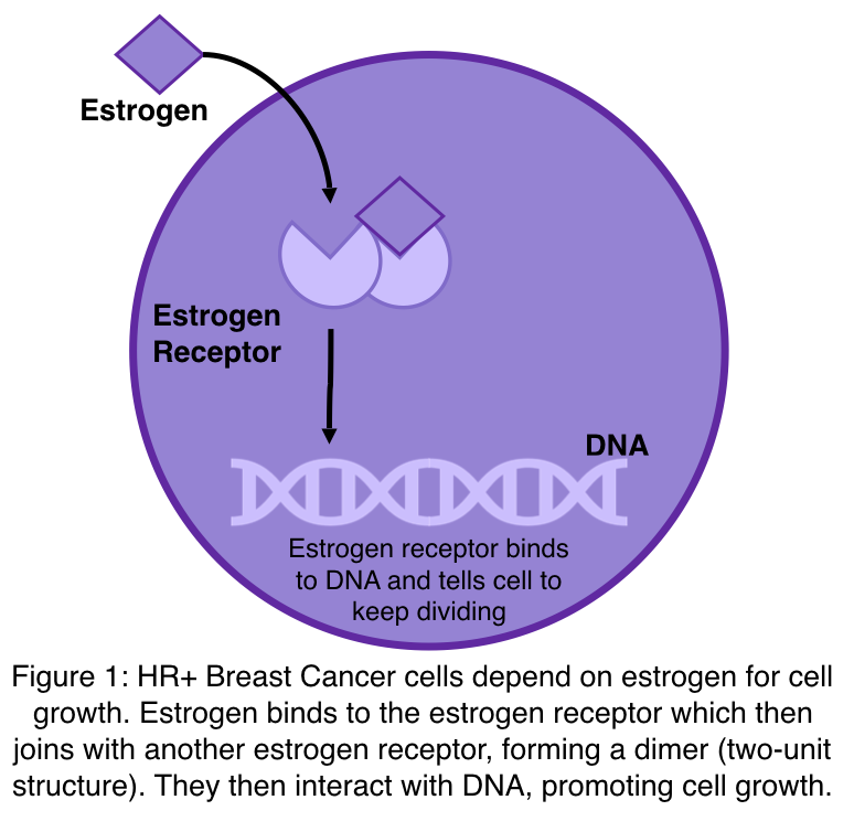 A figure to show how estrogen receptor positive breast cancer cells depend on estrogen for cell growth