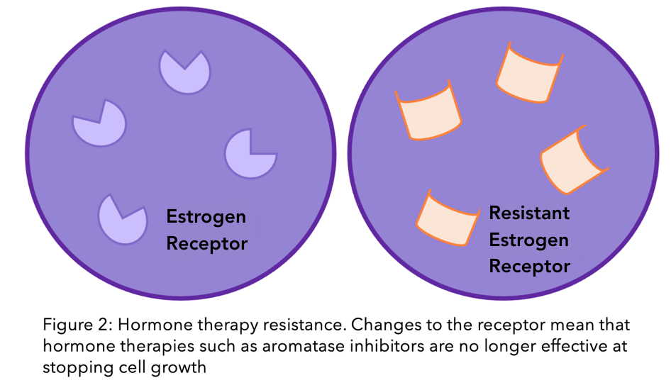 A figure showing changes to the estrogen receptor during hormone therapy resistance