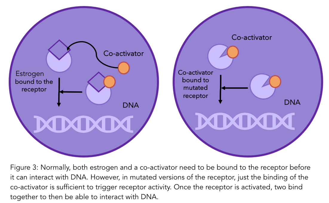 A figure showing how estrogen and a co-activator are required to interact with DNA, but not in mutated versions of the receptor.