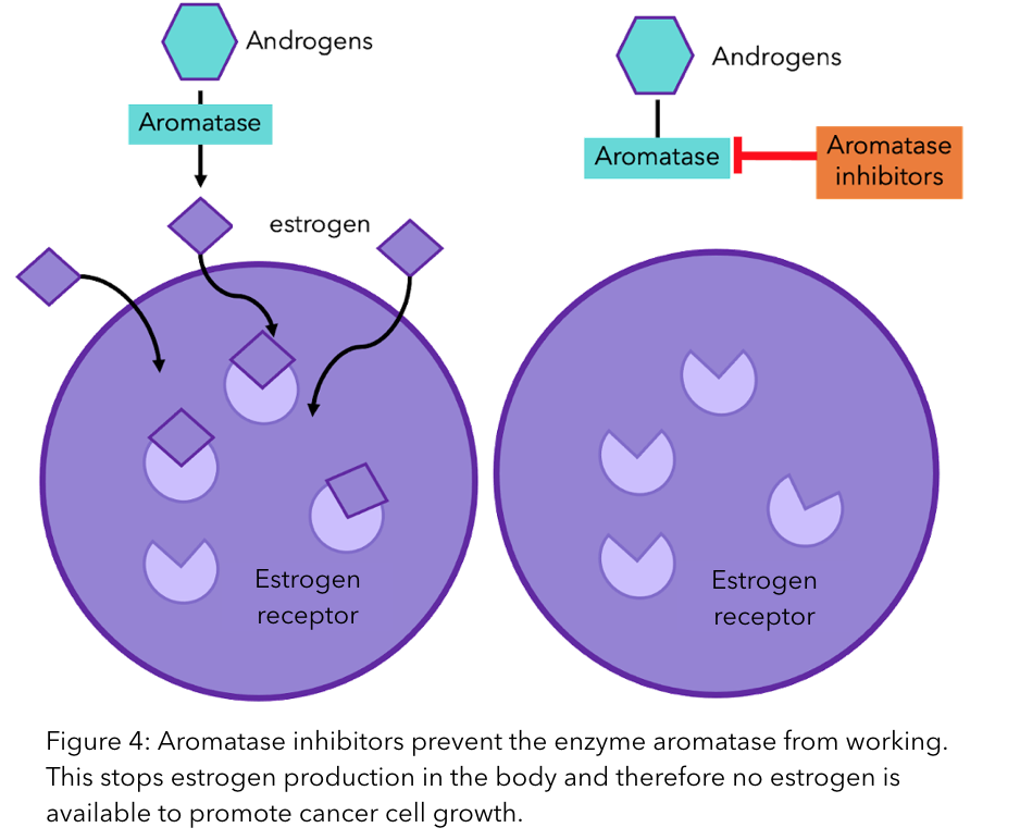 A figure to show how aromatase inhibitors prevent the enzyme aromatase from working