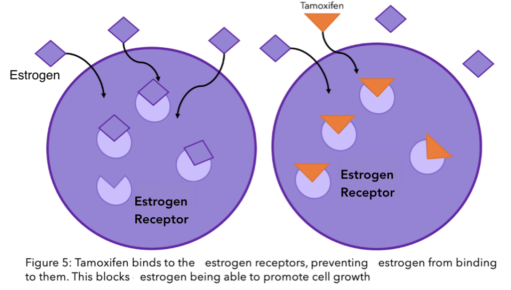A figure to show how tamoxifen binds to the estrogen receptors, preventing estrogen from binding to them and preventing cell growth.