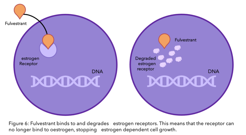 A figure to show how fulvestrant binds to and degrades estrogen receptors, preventing estrogen from binding and stopping estrogen dependent cell growth.