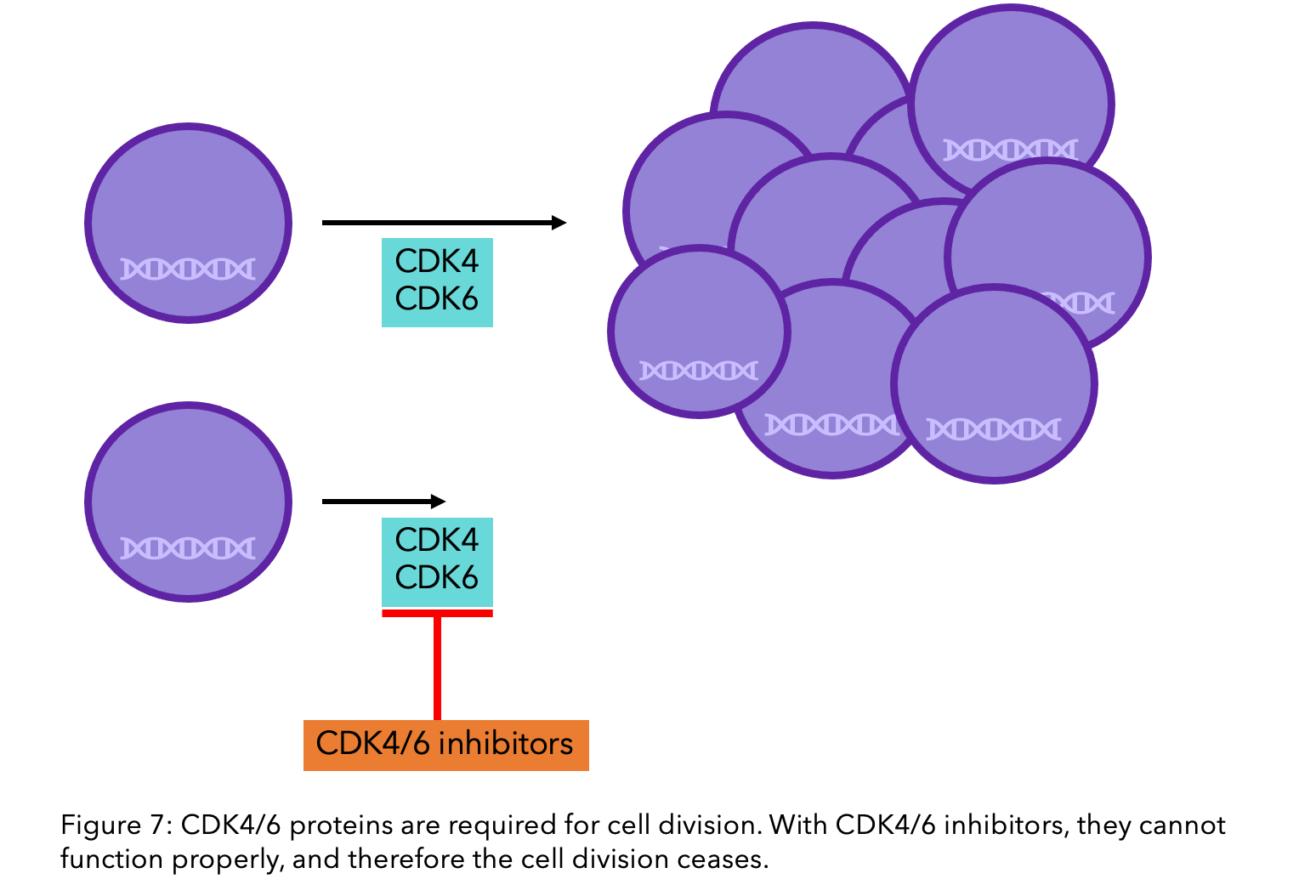 A figure to show CDKR/6 inhibitors impact on hormone therapy resistance