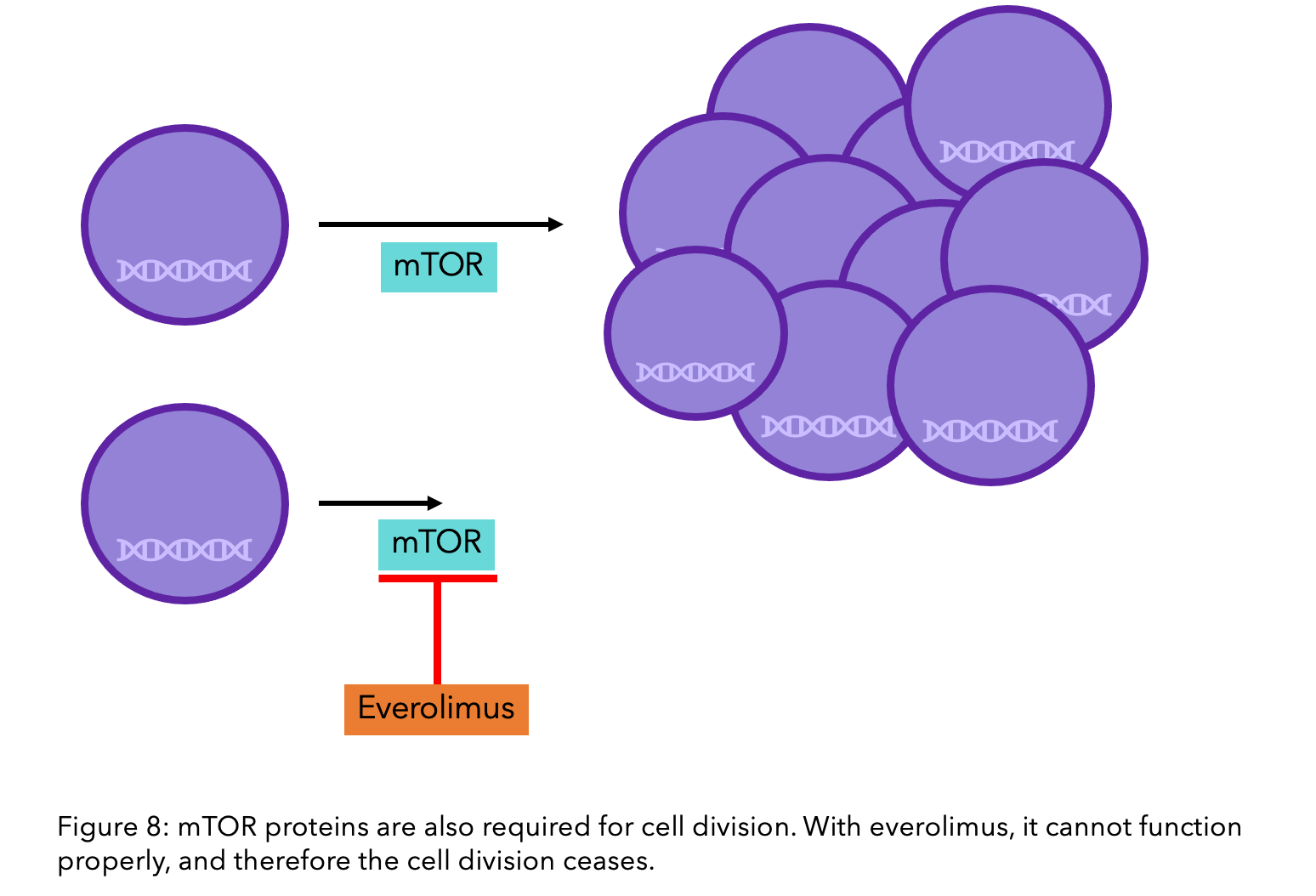 A figure to show how mTOR proteins are required for cell division and how everolimus ceases this function. 