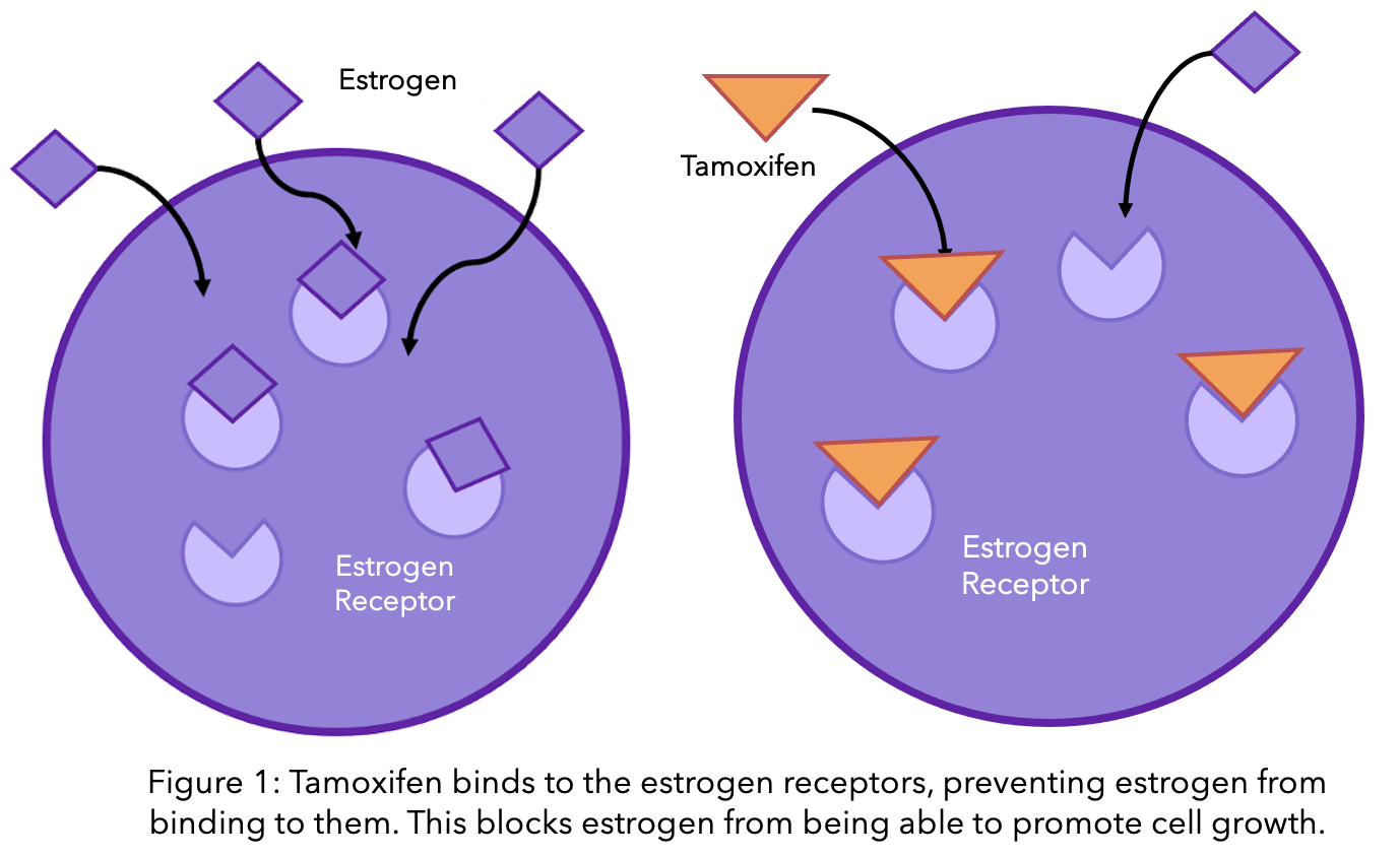 A diagram depicting how estrogen is blocked from being able to promote cell growth. Tamoxifen binds to the estrogen receptors, preventing estrogen from binding to them.