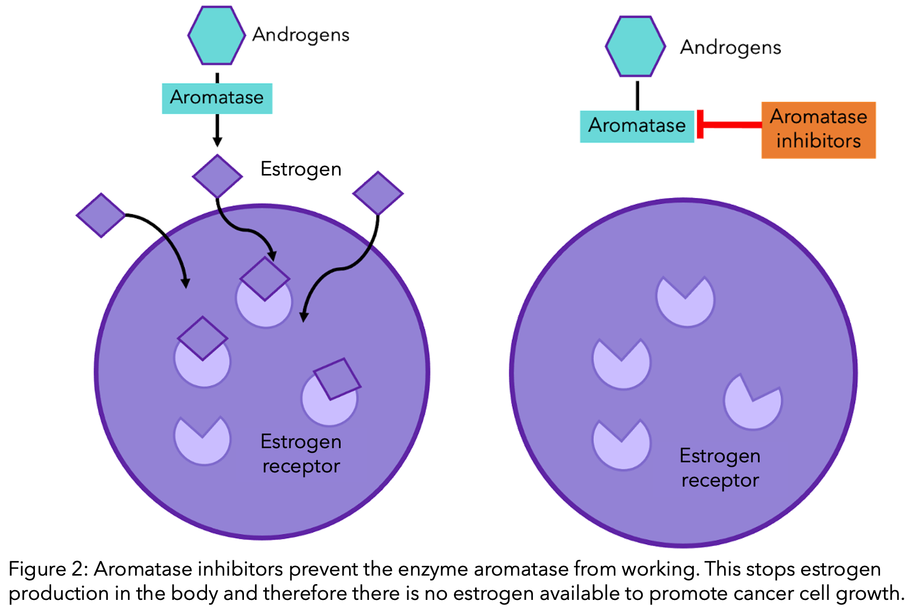 Aromatase inhibitors prevent the enzyme aromatase from working. This stops estrogen production in the body and therefore there is no estrogen available to promote cancer cell growth.