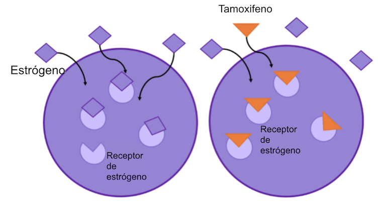 Figura 2: el tamoxifeno se uno a los receptores de estrógeno, previniendo que el estrógeno se una. Esto bloquea la capacidad del estrógeno de hacer crecer las células cancerígenas, 