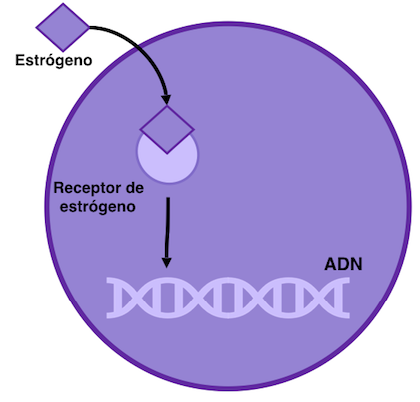 Figura 1: El cáncer de mama con receptor de estrógenos positivos depende del estrógeno para su crecimiento celular. El estrógeno se une al receptor de estrógeno que a continuación se une con otro receptor de estrógeno, formando un dímero (estructura de dos unidades). Entonces interactúan con el DNA, promoviendo el crecimiento celular.
