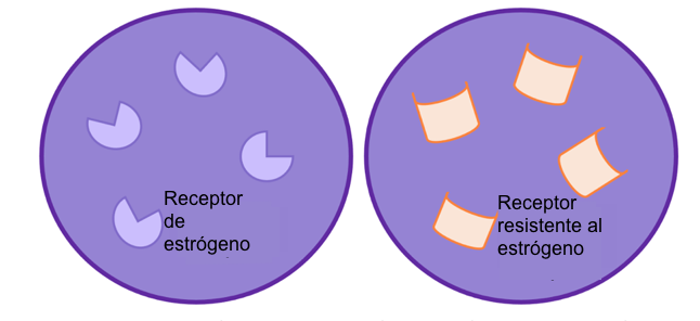 Figura 2: resistencia a la terapia hormonal. Cambios en el receptor quiere decir que la terapia hormonal, como los inhibidores de aromatasa ya no son efectivos y por tanto paran el crecimiento celular.