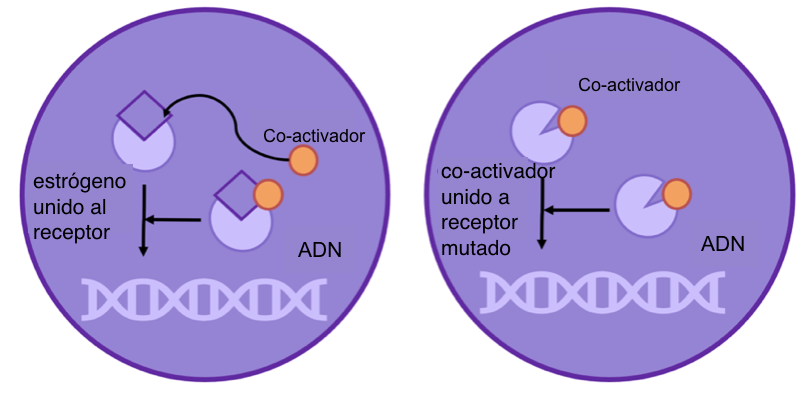 Figura 3: normalmente, tanto el estrógeno como el co-activador necesitan unirse al receptor antes que interaccione con el DNA. Sin embargo, si el receptor está mutado (cambiado), sólo es necesario que el co-activador se una para activar el receptor de estrógeno. 