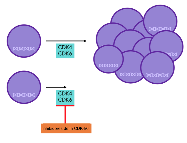 Figura 7: las proteínas CDK4/6 son necesarias para la división celular. Con los inhibidores de CDK4/6 no pueden funcionar adecuadamente, y por lo tanto, la división celular decrece.