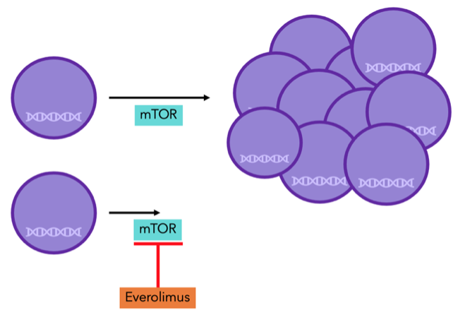 Figura 8: las proteínas mTOR son necesarias para la división celular. Con everolimus, no funciona adecuadamente, y por lo tanto la división celular decrece. 