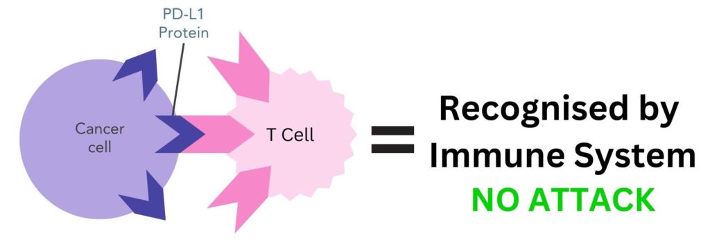 The immune system mistaking cancer cells for the body's own cells