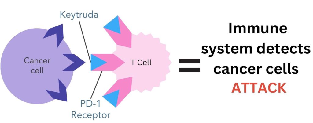 Pembrolizumab (Keytruda) enabling the immune system to recognize and destroy cancer cells