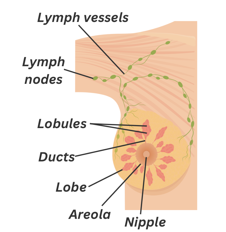 the anatomy of the breast