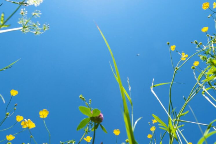 Flowers and sun signifying hope of HER2-low breast cancer